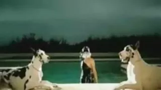 ඇමරිකන්-කැනේඩියානු පූසා තටාකය විසින්.